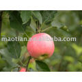 China Fresh Gala Apples